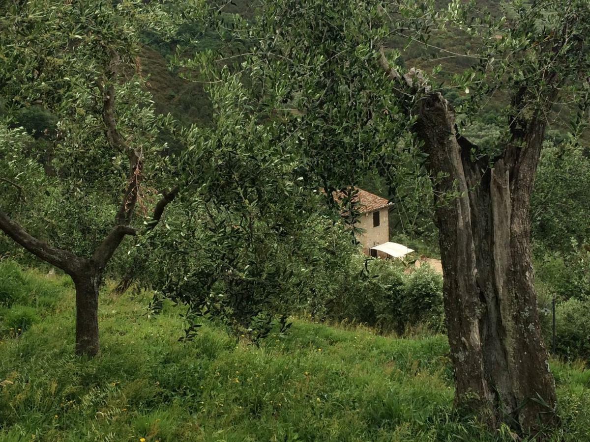 Agriturismo Campo Dei Lupi Vicopisano Exterior photo